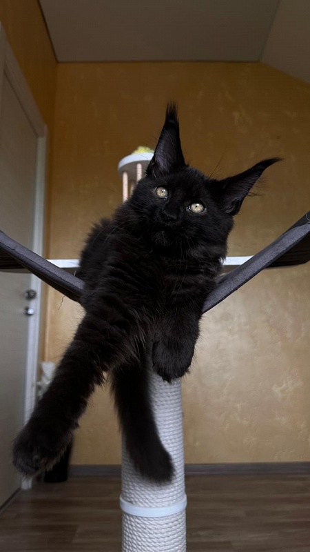 Quinton Akbars  (PET) - Kitten maine-coon 3 months 2.5 weeks