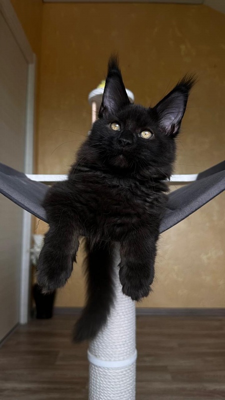 Quinton Akbars  (PET) - Kitten maine-coon 3 months 2.5 weeks