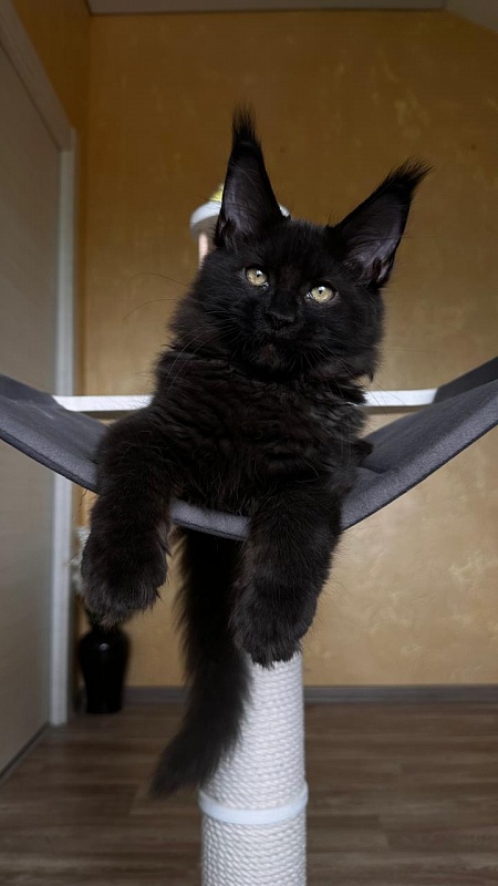 Quinton Akbars  (PET) - Kitten maine-coon 3 months 2.5 weeks