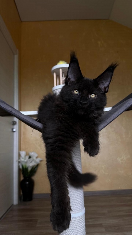 Quinton Akbars  (PET) - Kitten maine-coon 3 months 2.5 weeks