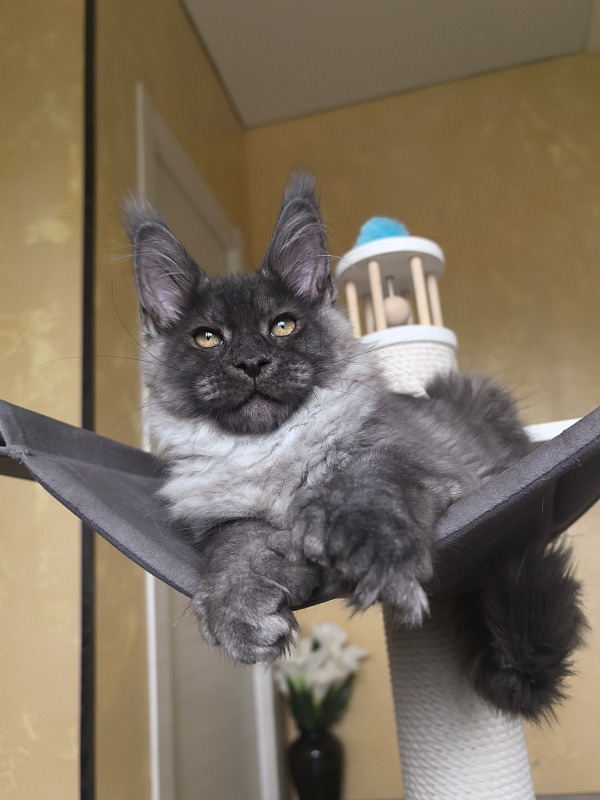 Quill Akbars (polydactyl 66/66) - Kitten maine-coon 3 months 2.5 weeks