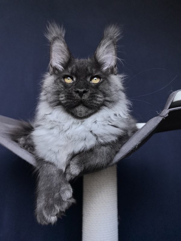 Quill Akbars (polydactyl 66/66) - Kitten maine-coon 4 months 3.5 weeks