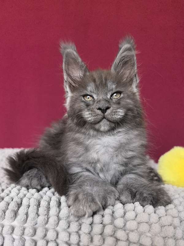 Quill Akbars (polydactyl 66/66) - Kitten maine-coon 1 month 1 week
