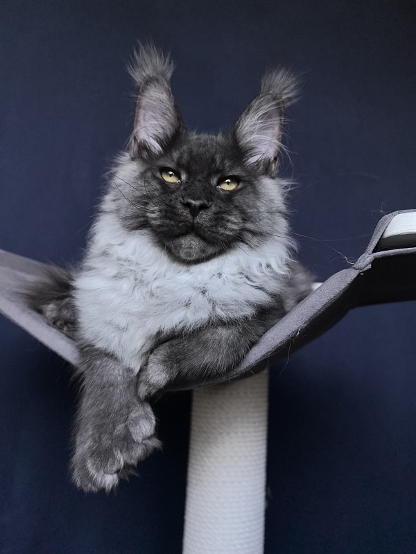 Quill Akbars (polydactyl 66/66) - Kitten maine-coon 4 months 3.5 weeks