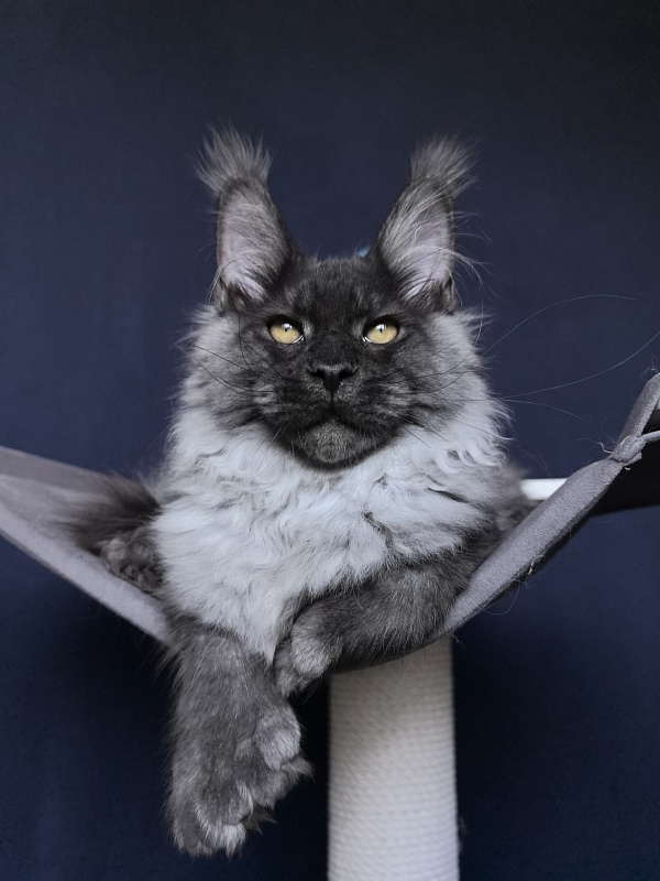 Quill Akbars (polydactyl 66/66) - Kitten maine-coon 4 months 3.5 weeks