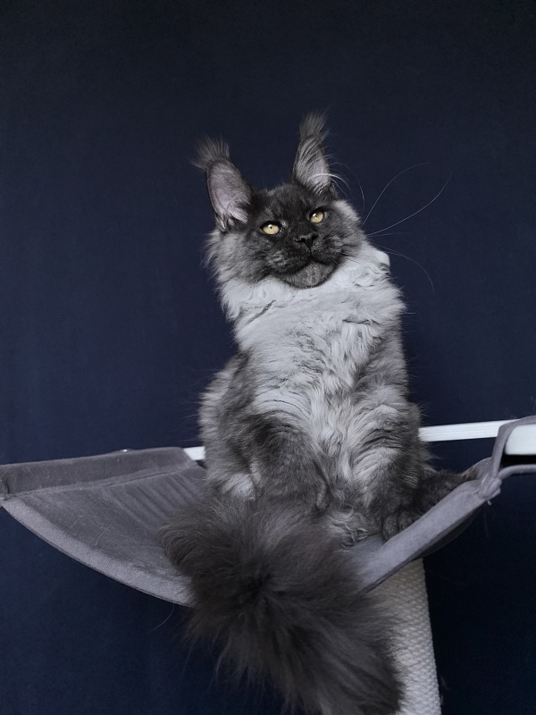 Quill Akbars (polydactyl 66/66) - Kitten maine-coon 4 months 3.5 weeks