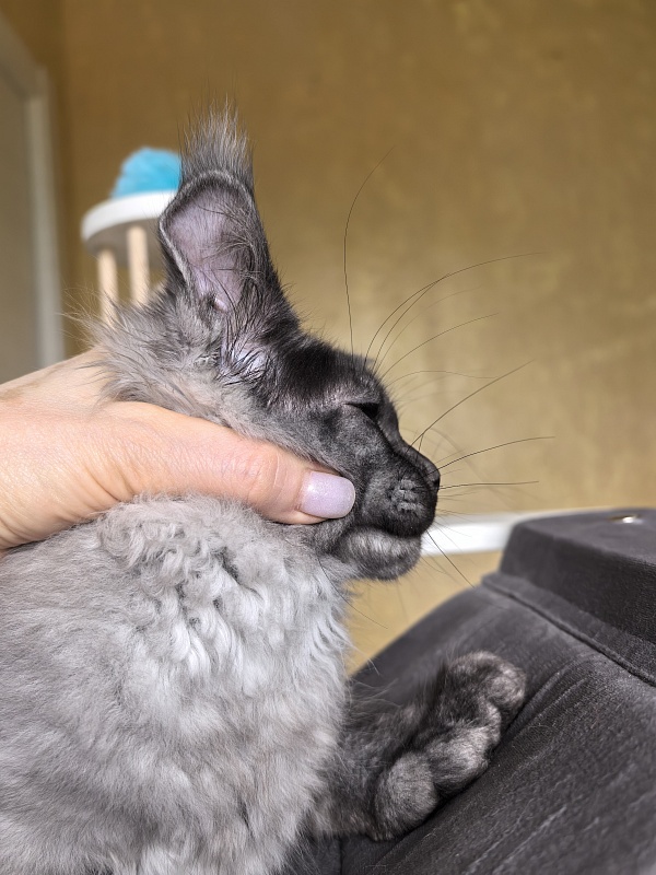 Quill Akbars (polydactyl 66/66) - Kitten maine-coon 3 months 2.5 weeks