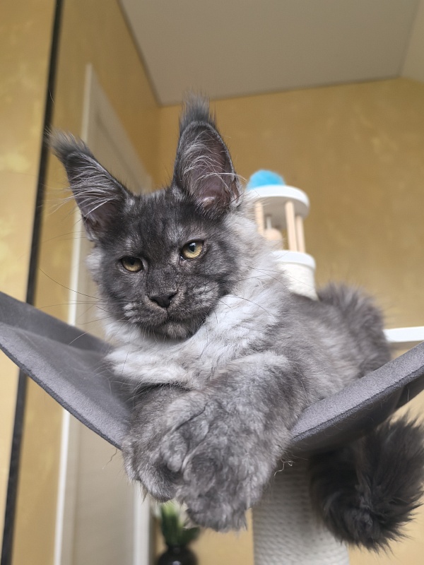 Quill Akbars (polydactyl 66/66) - Kitten maine-coon 3 months 2.5 weeks