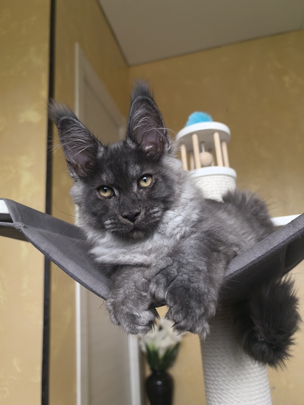 Quill Akbars (polydactyl 66/66) - Kitten maine-coon 3 months 2.5 weeks