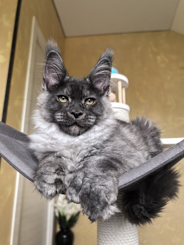 Quill Akbars (polydactyl 66/66) - Kitten maine-coon 3 months 2.5 weeks