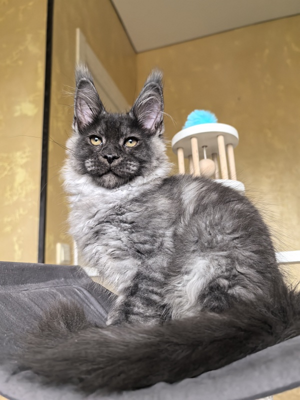Quill Akbars (polydactyl 66/66) - Kitten maine-coon 3 months 2.5 weeks