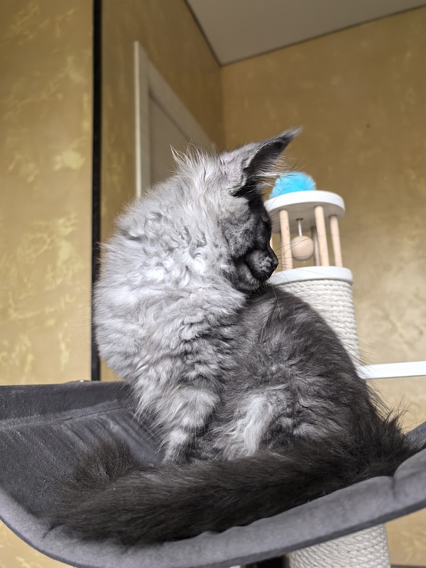 Quill Akbars (polydactyl 66/66) - Kitten maine-coon 3 months 2.5 weeks