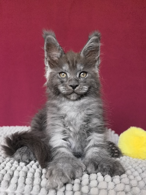 Quill Akbars (polydactyl 66/66) - Kitten maine-coon 1 month 1 week