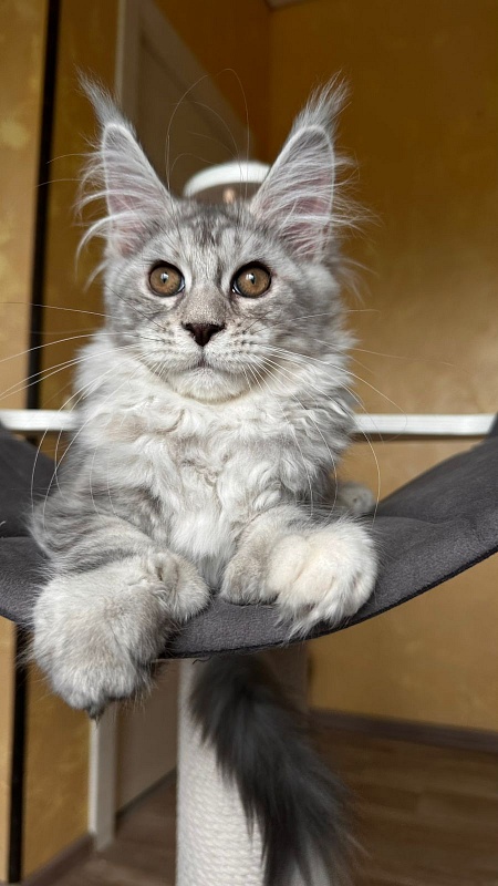 Quin*Tessa Akbars (polydactyl 66/66)l - Kitten maine-coon 3 months 2.5 weeks