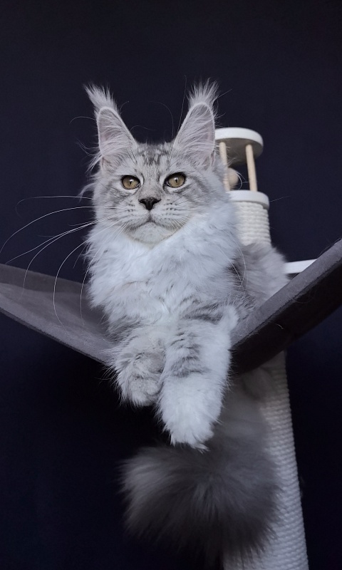 Quin*Tessa Akbars (polydactyl 66/66)l - Kitten maine-coon 4 months 3.5 weeks