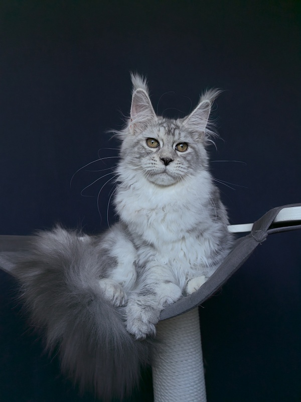 Quin*Tessa Akbars (polydactyl 66/66)l - Kitten maine-coon 4 months 3.5 weeks