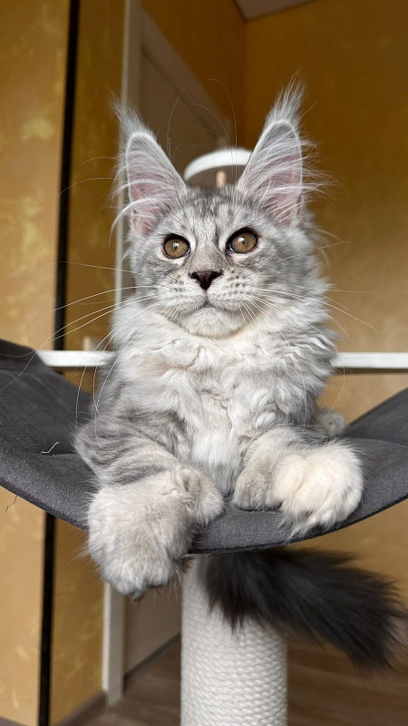 Quin*Tessa Akbars (polydactyl 66/66)l - Kitten maine-coon 3 months 2.5 weeks