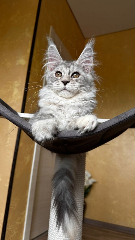 Quin*Tessa Akbars (polydactyl 66/66)l - Kitten maine-coon 3 months 2.5 weeks