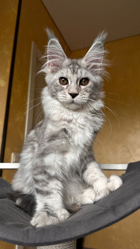 Quin*Tessa Akbars (polydactyl 66/66)l - Kitten maine-coon 3 months 2.5 weeks