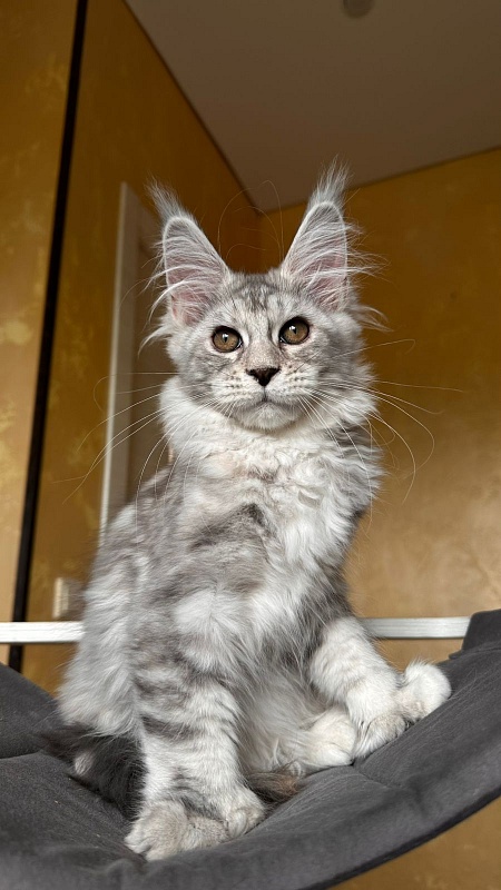 Quin*Tessa Akbars (polydactyl 66/66)l - Kitten maine-coon 3 months 2.5 weeks
