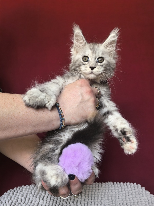 Quin*Tessa Akbars (polydactyl 66/66)l - Kitten maine-coon 1 month 1 week