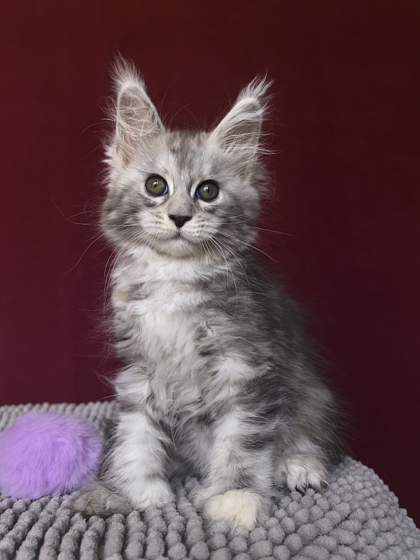 Quin*Tessa Akbars (polydactyl 66/66)l - Kitten maine-coon 1 month 1 week