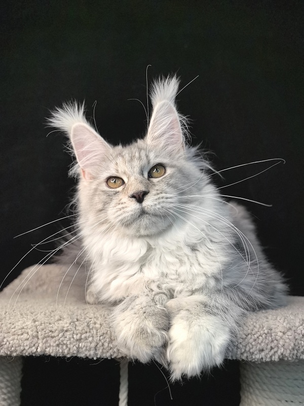Queen*Tessa Akbars (66/66) - Kitten maine-coon 5 months 2.5 weeks