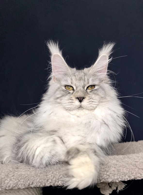 Queen*Tessa Akbars (66/66) - Kitten maine-coon 6 months 1 week