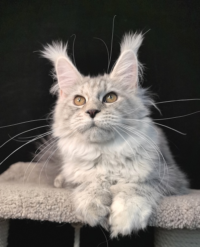 Queen*Tessa Akbars (66/66) - Kitten maine-coon 5 months 2.5 weeks