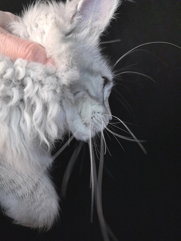 Queen*Tessa Akbars (66/66) - Kitten maine-coon 5 months 2.5 weeks