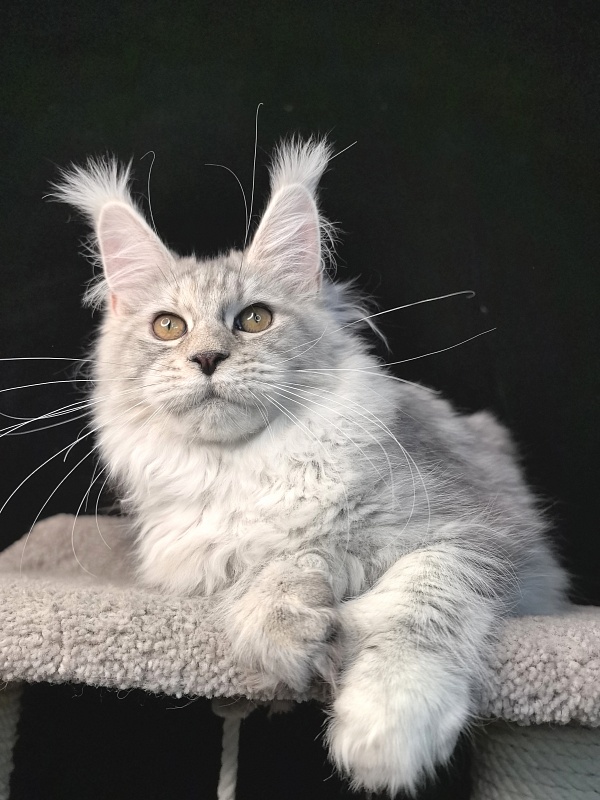 Queen*Tessa Akbars (66/66) - Kitten maine-coon 5 months 2.5 weeks