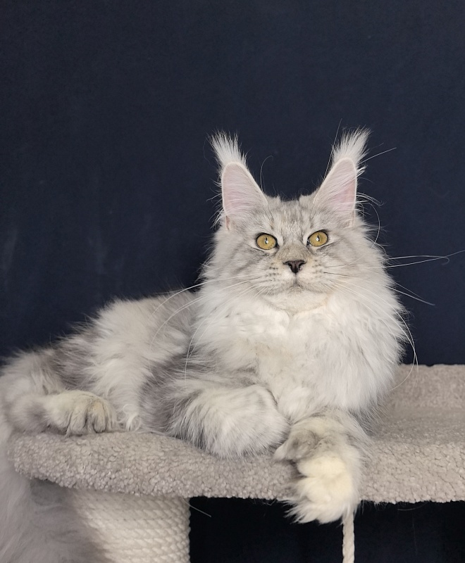Queen*Tessa Akbars (66/66) - Kitten maine-coon 6 months 1 week