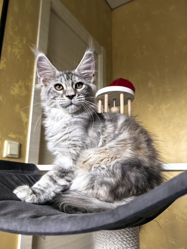 Quit*Terie  Akbars - Kitten maine-coon 3 months 2.5 weeks