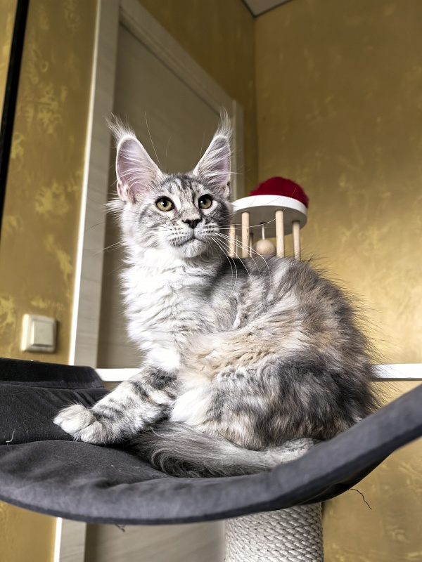 Quit*Terie  Akbars - Kitten maine-coon 3 months 2.5 weeks