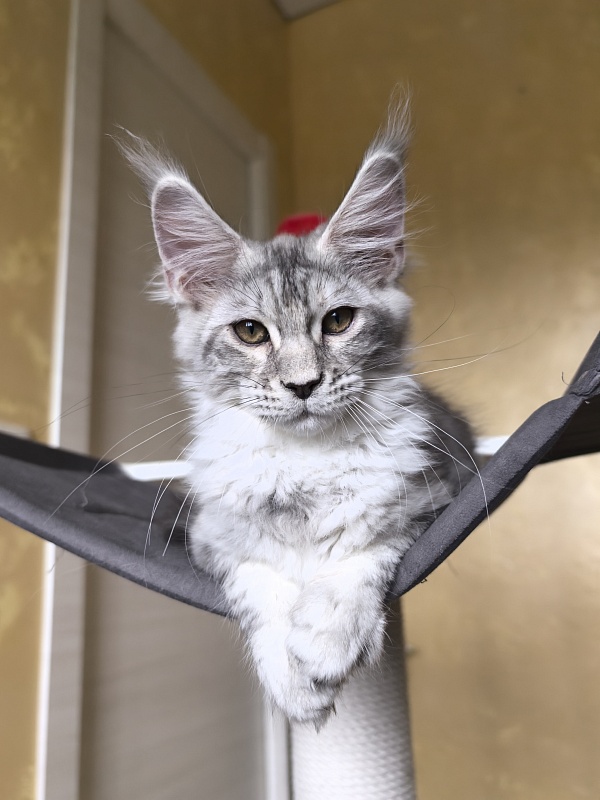 Quit*Terie  Akbars - Kitten maine-coon 3 months 2.5 weeks