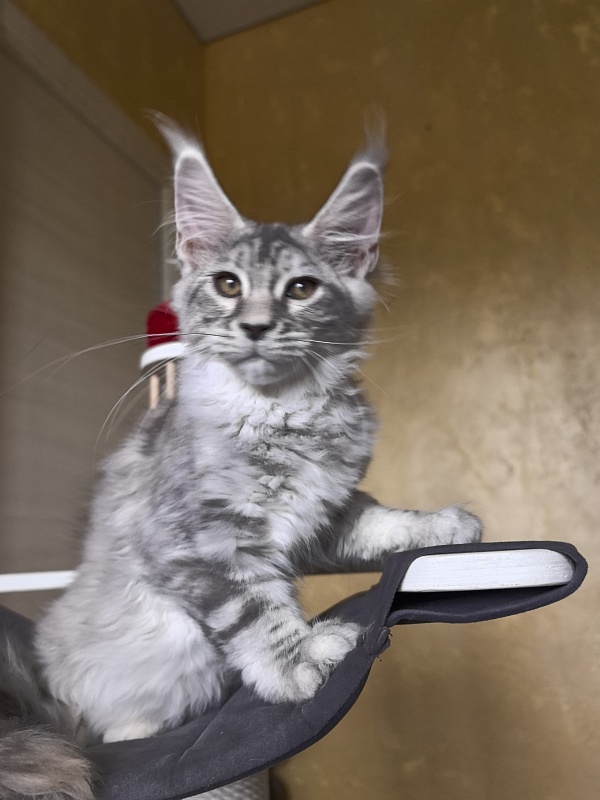 Quit*Terie  Akbars - Kitten maine-coon 3 months 2.5 weeks