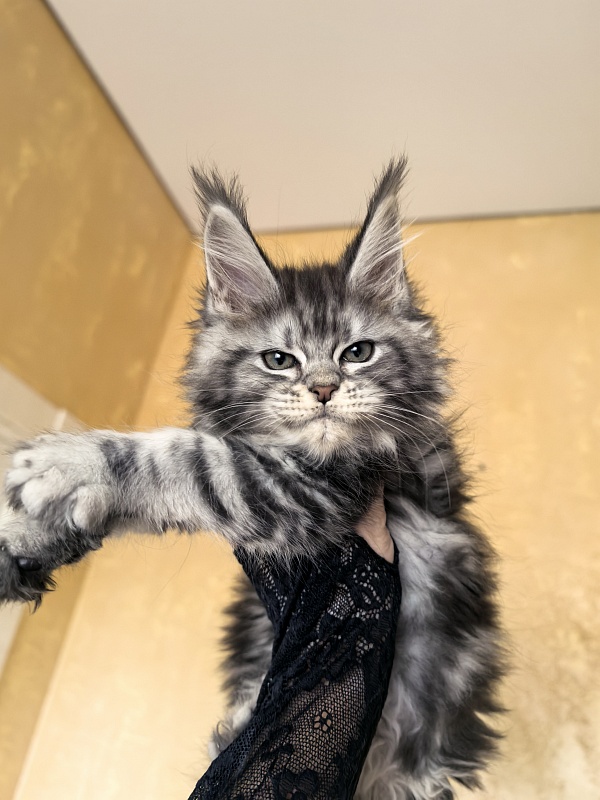 Viski Jim Beam Akbars - Kitten maine-coon 1 month 4 weeks