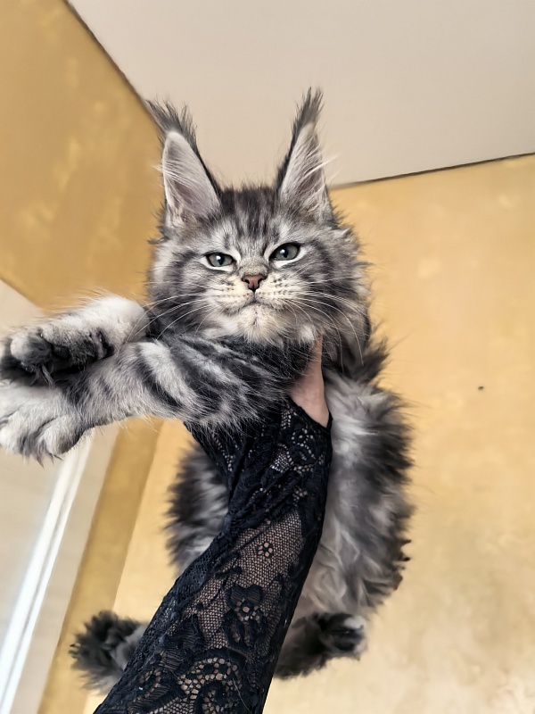 Viski Jim Beam Akbars - Kitten maine-coon 1 month 4 weeks