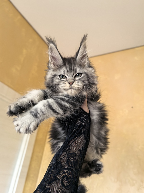 Viski Jim Beam Akbars - Kitten maine-coon 1 month 4 weeks