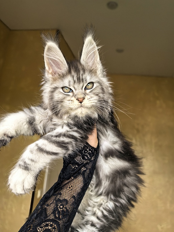 Viski Jim Beam Akbars - Kitten maine-coon 1 month 4 weeks