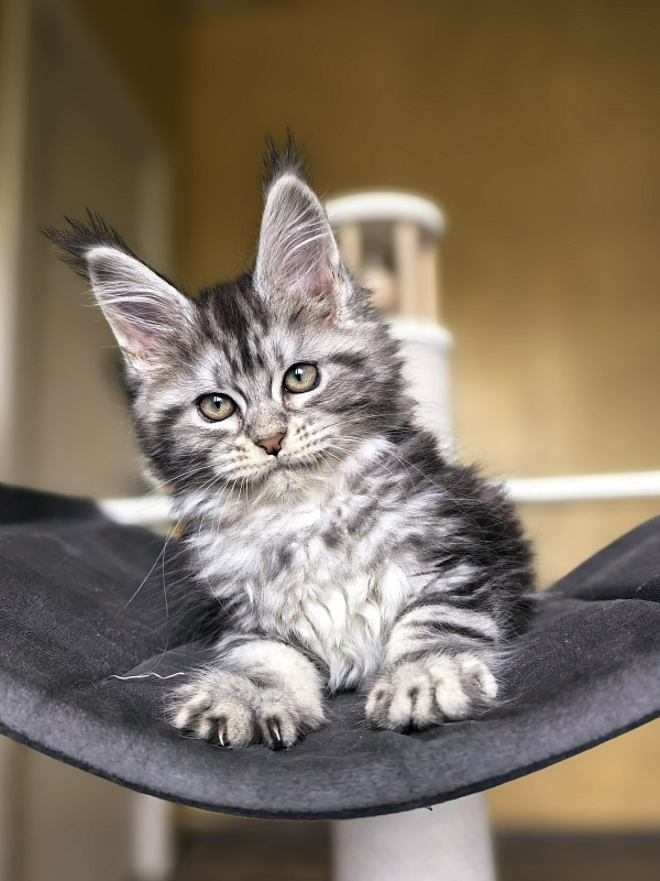 Viski Jim Beam Akbars - Kitten maine-coon 1 month 4 weeks