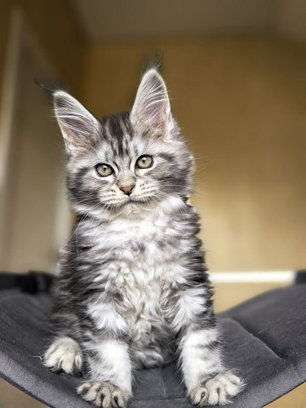 Viski Jim Beam Akbars - Kitten maine-coon 1 month 4 weeks