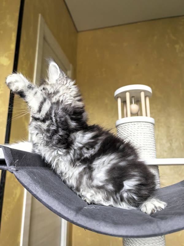 Viski Jim Beam Akbars - Kitten maine-coon 1 month 4 weeks
