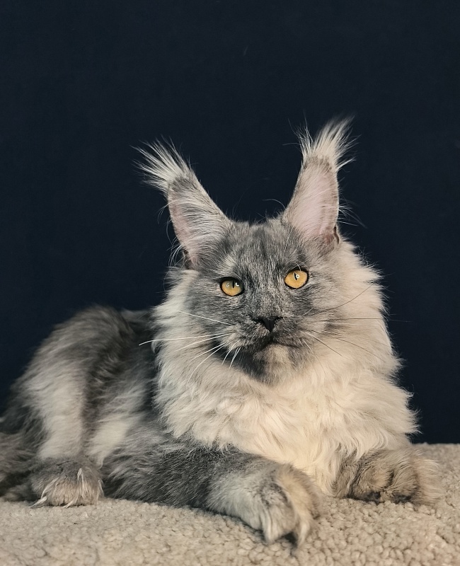 Rio Sun  Akbars - Kitten maine-coon 5 months 2 weeks