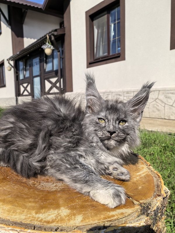 Rio Sun  Akbars - Kitten maine-coon 2 months 2 weeks