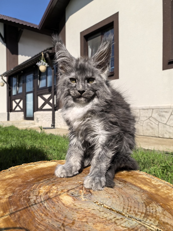 Rio Sun  Akbars - Kitten maine-coon 2 months 2 weeks