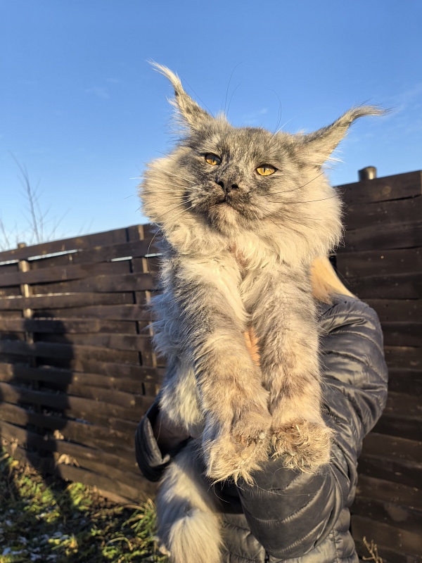 Rio Sun  Akbars - Kitten maine-coon 5 months 4 weeks