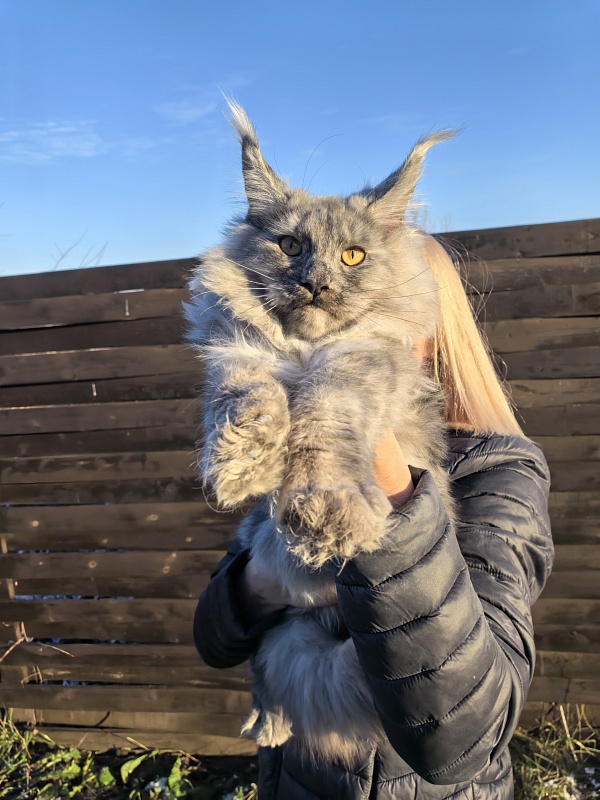 Rio Sun  Akbars - Kitten maine-coon 5 months 4 weeks