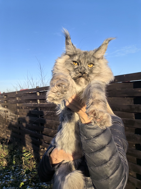 Rio Sun  Akbars - Kitten maine-coon 5 months 4 weeks