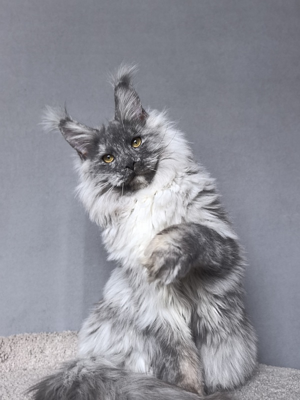 Rio Sun  Akbars - Kitten maine-coon 6 months 3.5 weeks